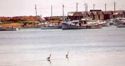 harbor3.jpg (30009 bytes)