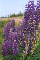 lupins3.JPG (33235 bytes)