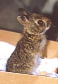 bunny001sm.jpg (8095 bytes)