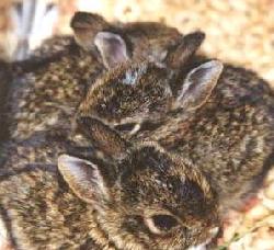 bunny018sm.jpg (14946 bytes)