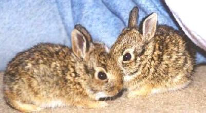 bunny019sm.jpg (20284 bytes)