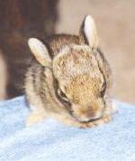 bunny024sm.jpg (5103 bytes)