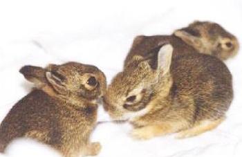 bunny025sm.jpg (11491 bytes)