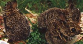 byebunny1sm.jpg (9844 bytes)
