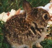 byebunny2sm.jpg (8023 bytes)
