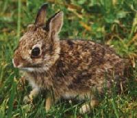 byebunny3sm.jpg (9872 bytes)