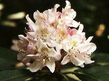 Rhododendron